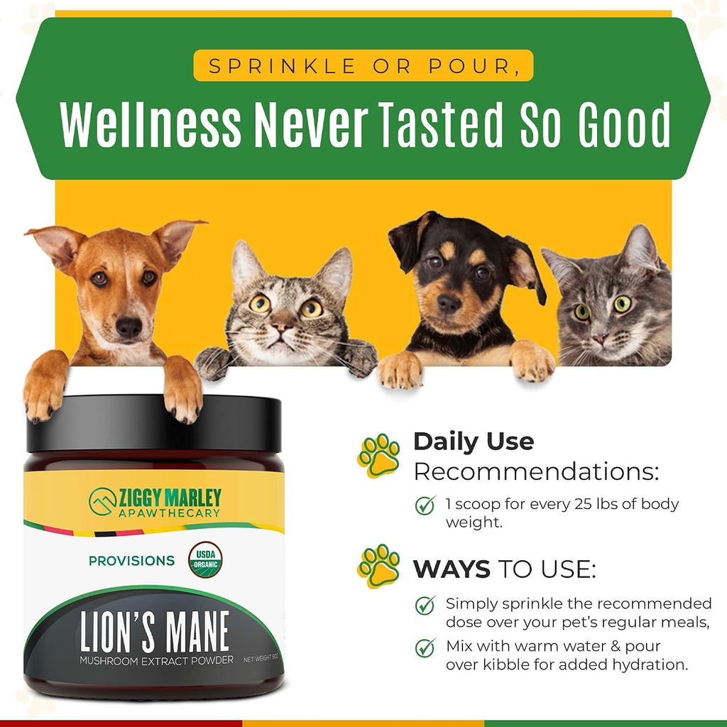 Polvo de Melena de León Orgánico para Perros y Gatos – Apoyo Cognitivo – Extracto de Cuerpo Fructífero Orgánico USDA, 45 Dosis
