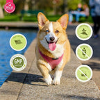 Ruji Naturals 6 en 1 Superfood Complemento para Perros con Moringa Orgánica - 90 Masticables