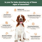 Suplemento para perros mayores: salud cerebral y apoyo nervioso con setas medicinales