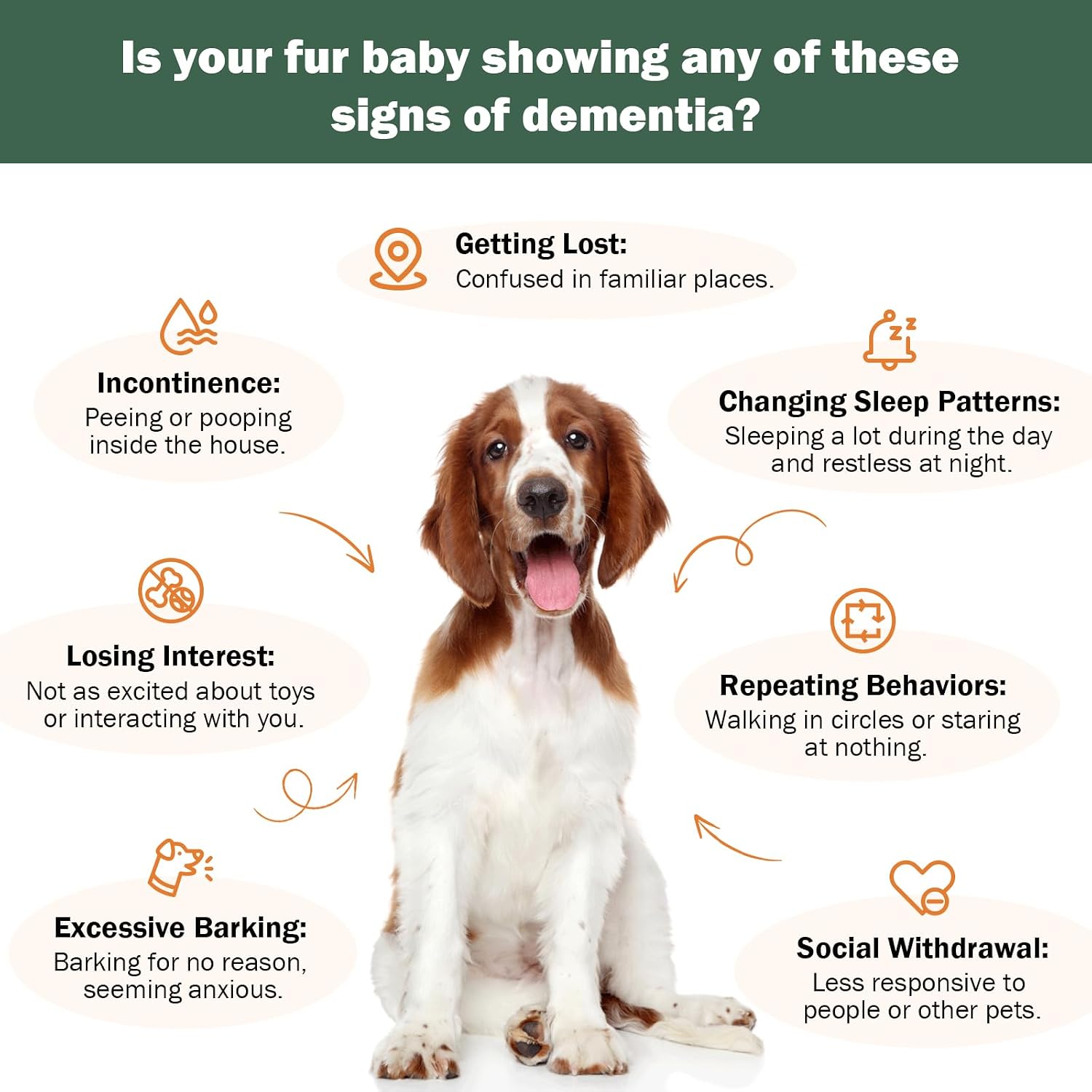 Suplemento para perros mayores: salud cerebral y apoyo nervioso con setas medicinales