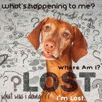 The Blissful Dog Vizsla Spray Aromaterapia Antienvejecimiento para Perros