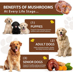 Cola de Pavo para Perros, Rápida Absorción - Gotas con Cúrcuma y Probióticos para el Sistema Inmunológico, Digestivo y Articular - 60ml