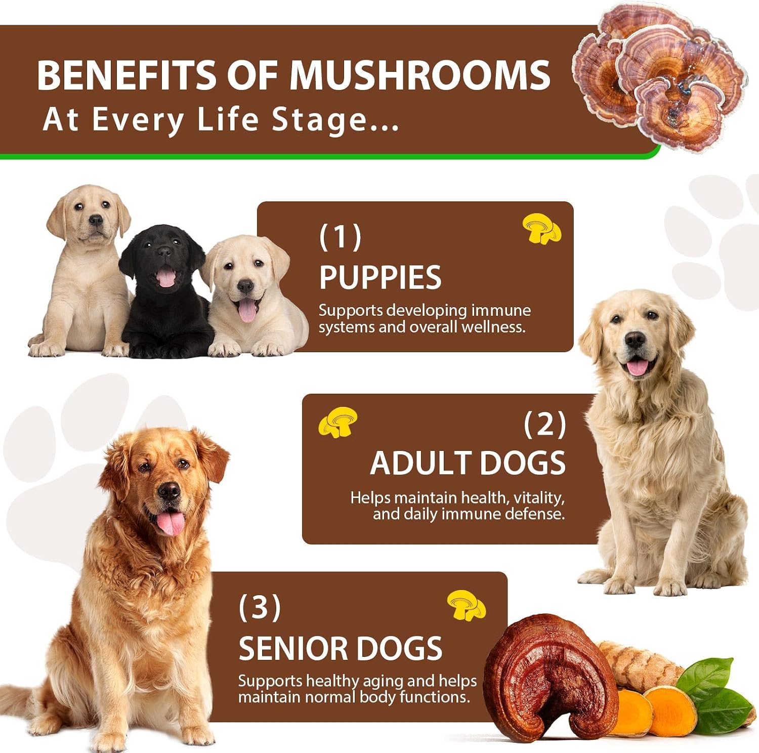 Cola de Pavo para Perros, Rápida Absorción - Gotas con Cúrcuma y Probióticos para el Sistema Inmunológico, Digestivo y Articular - 60ml
