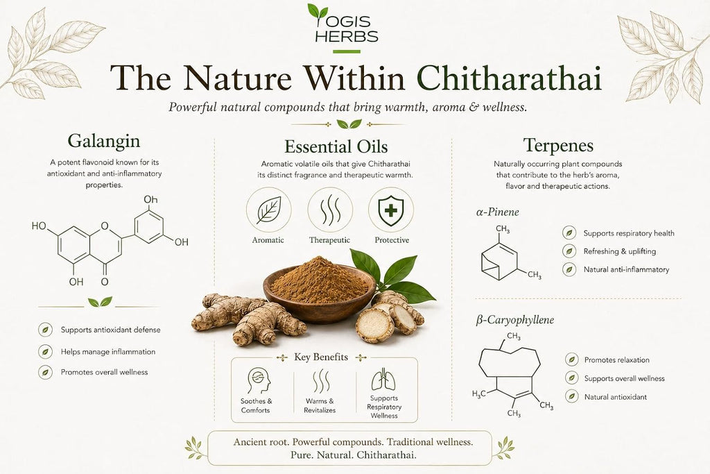 YOGIS HERBS Chitharathai en Polvo – Alpinia Officinarum (Kulanjan) – 100% Puro