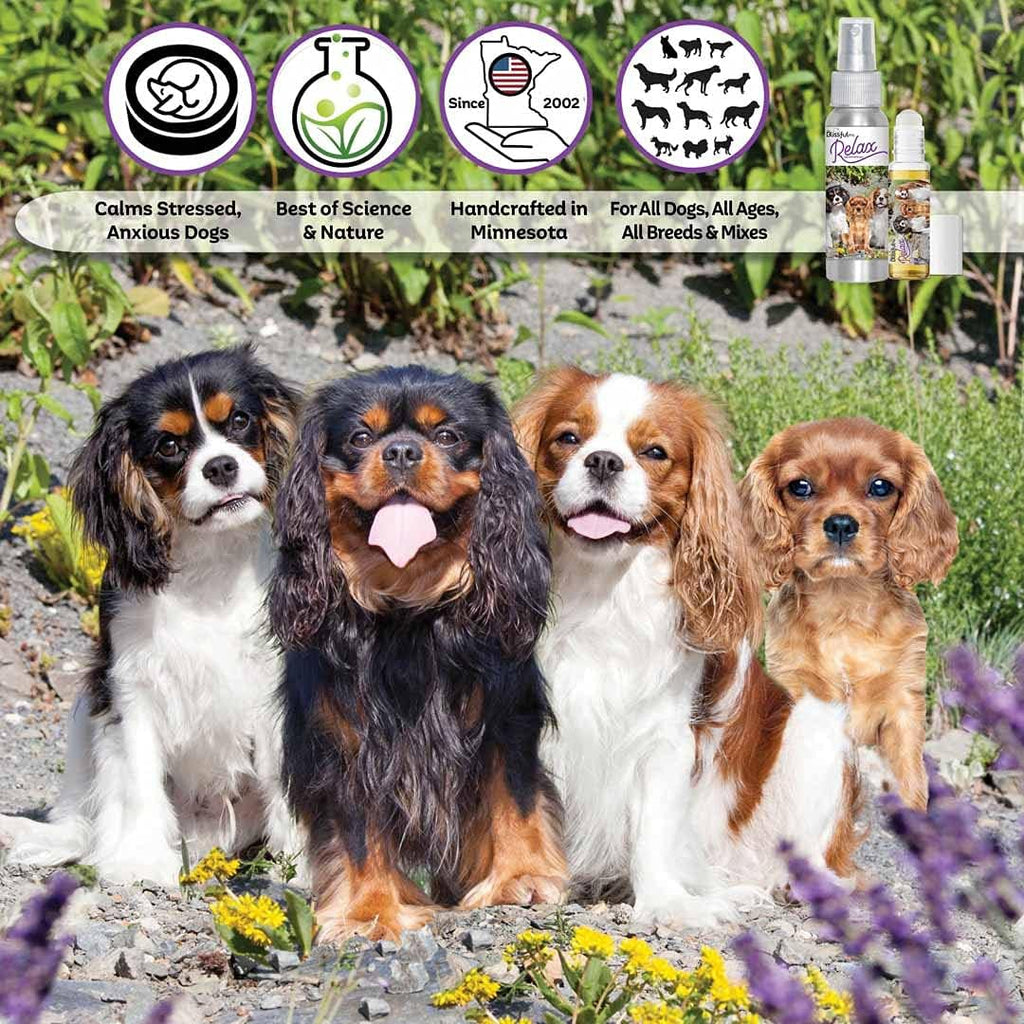 The Blissful Dog Spray de aromaterapia relajante para perros Cavalier King Charles Spaniel para la ansiedad de tu perro