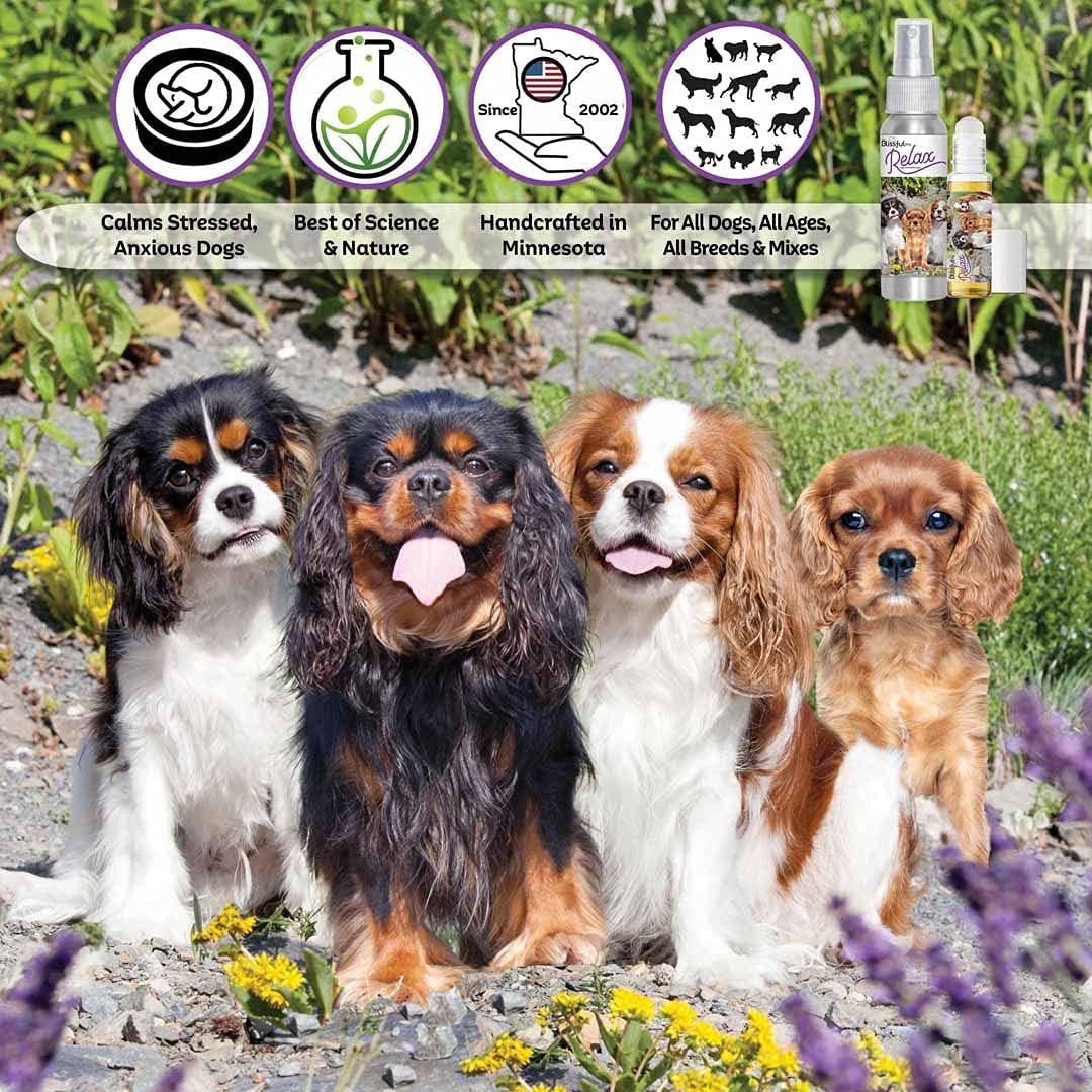 The Blissful Dog Spray de aromaterapia relajante para perros Cavalier King Charles Spaniel para la ansiedad de tu perro