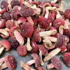 Dried Russula Red Mushroom Honggu (500g)
