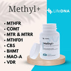 LIFEDNA Methyl + Methylfolate - Methylated Folate Vitamins Active 5-MTHF TMG Optimized Homocysteine, Brain, Cardiovascular Highly Bioavailable, MTHFR Supplement