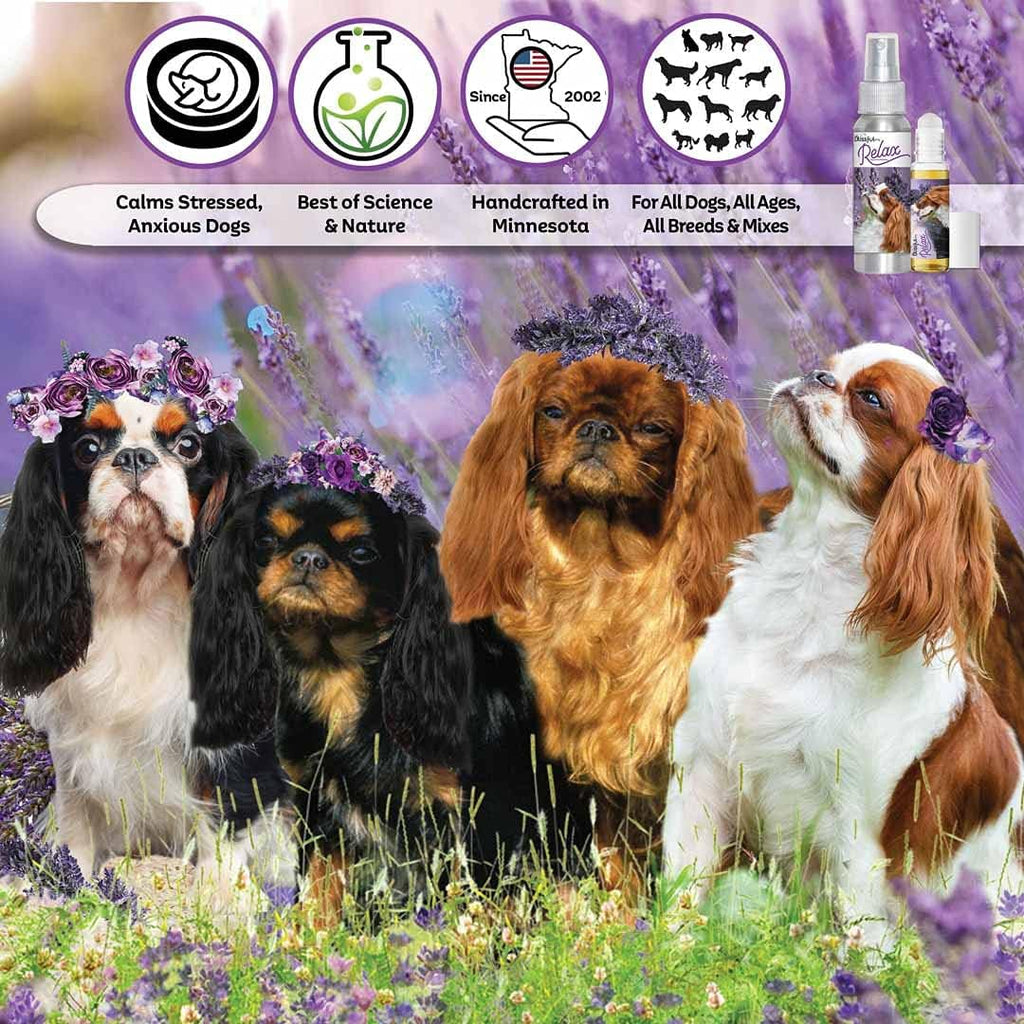 The Blissful Dog English Toy Spaniel Relax Roll-On Aromaterapia para Perros