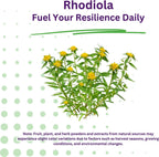 Paradise Herbs Rhodiola Extract 500mg, 60 Cápsulas Vegetales