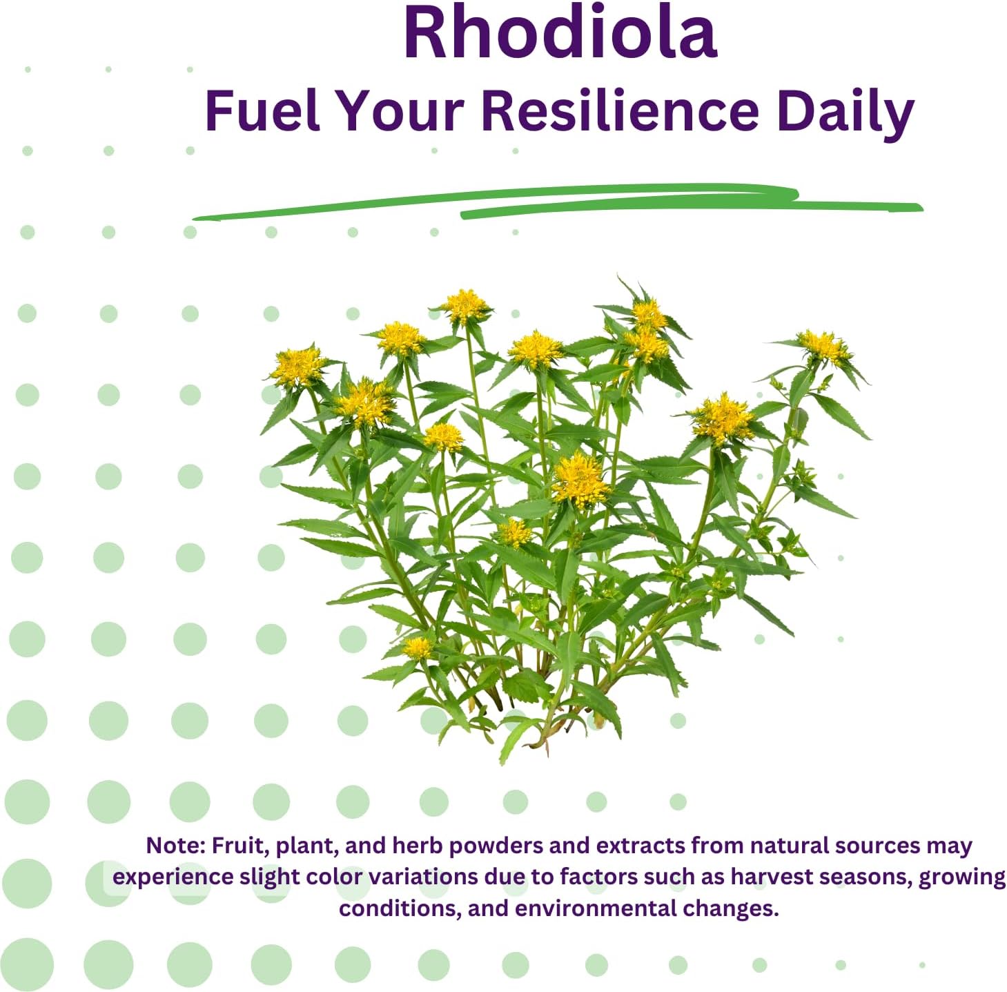 Paradise Herbs Rhodiola Extract 500mg, 60 Cápsulas Vegetales
