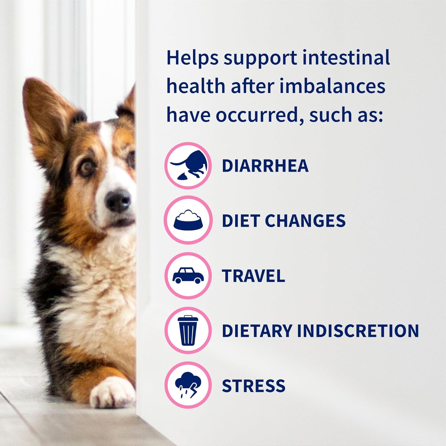 Nutramax Proviable Probióticos para Perros y Gatos, Suplemento Digestivo Diario con Múltiples Cepas Bacterianas, 30 Cápsulas