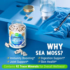 MAJU 4-en-1 Cápsulas de Musgo Marino Orgánico, Chondrus Crispus Salvaje con Bladderwrack y Raíz de Bardana, 60 Cápsulas de 500 mg