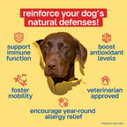 Happy Paws Suplemento de Cúrcuma para Perros, Bienestar Diario y Apoyo Inmunológico para Todas las Razas y Edades, Hecho con Cúrcuma, Calostro y Hongos Turkey Tail, Sabor a Calabaza, No Transgénico, 200 Masticables Blandos