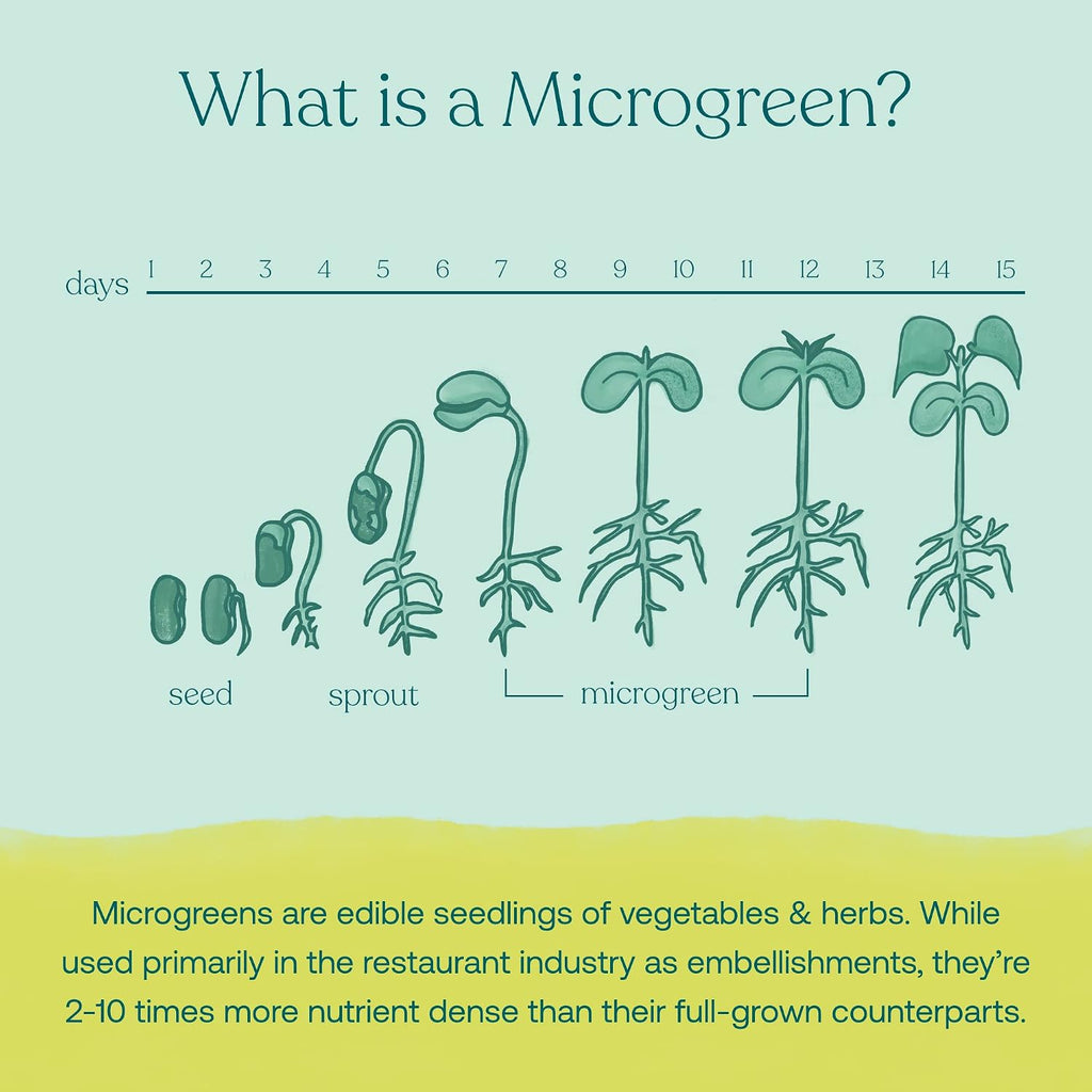 True Grace Broccoli Microgreens - Polvo Superalimento Diario - 0.4 oz (11g) - 30 Servicios