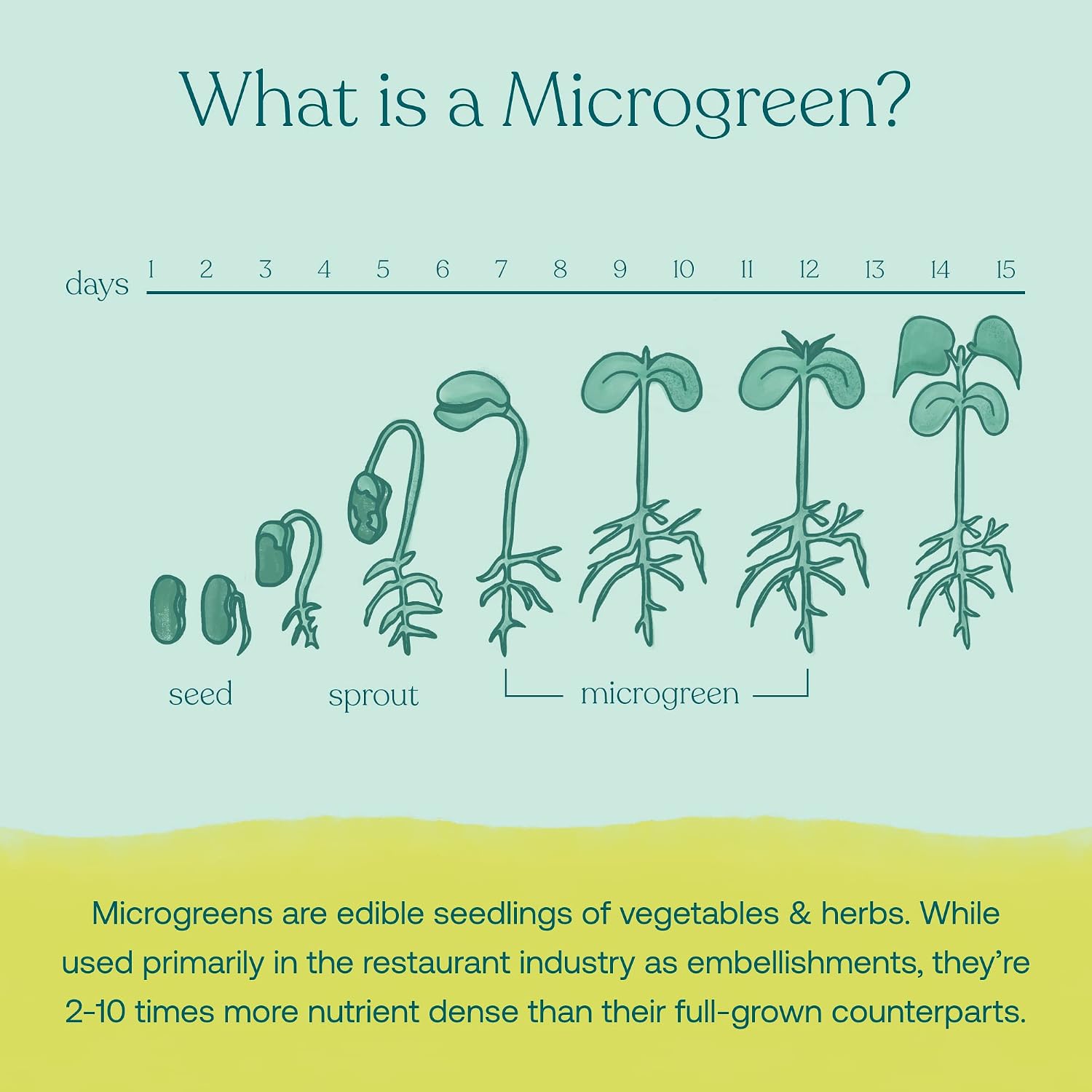True Grace Broccoli Microgreens - Polvo Superalimento Diario - 0.4 oz (11g) - 30 Servicios