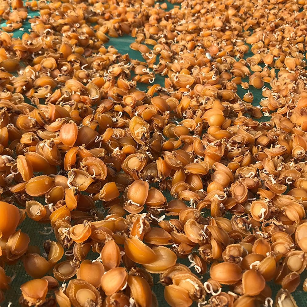 Dried Abalone (100 g)