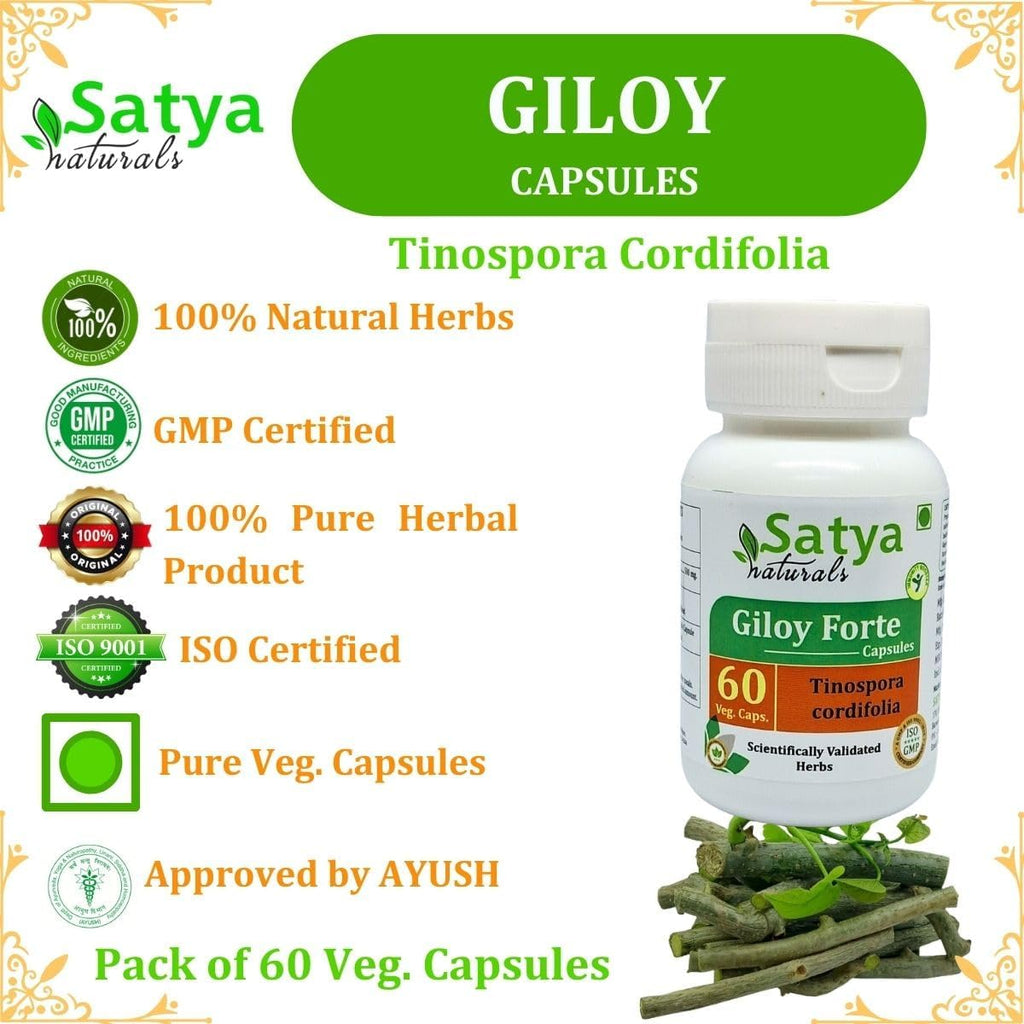 Giloy Forte 500 mg - 60 Cápsulas Veganas - Extracto de Guduchi (Tinospora Cordifolia) - Suplemento Ayurvédico