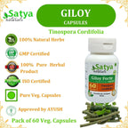 Giloy Forte 500 mg - 60 Cápsulas Veganas - Extracto de Guduchi (Tinospora Cordifolia) - Suplemento Ayurvédico