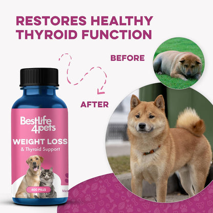 BestLife4Pets Weight & Thyroid Support – – Pelaje saludable: Al mejorar el metabolismo, también se refleja en un – Image 4