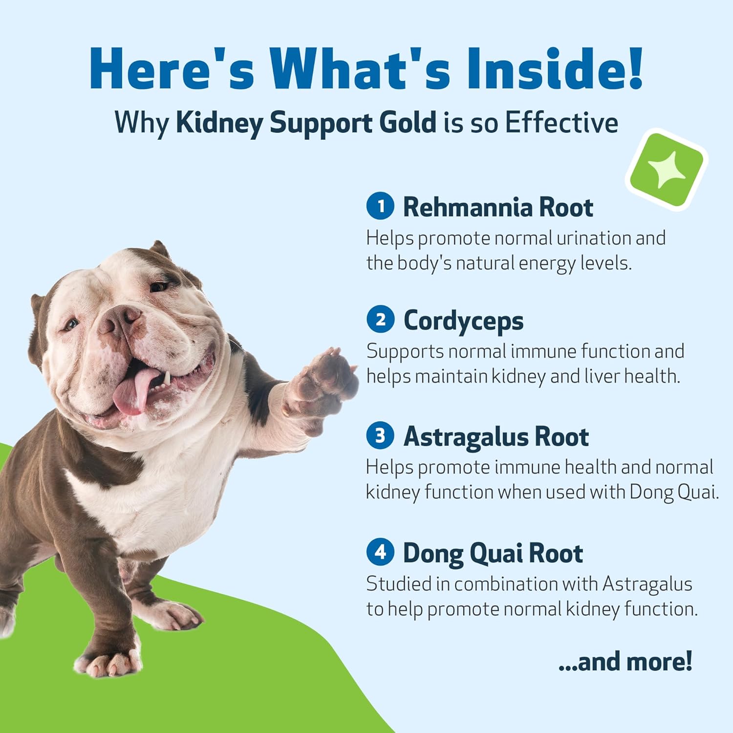 Pet Wellbeing Kidney Support Gold para Perros - Complemento Herbal para la Función Renal y Vitalidad - Formulado por Veterinarios - 59 ml