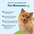 Pet Wellbeing Melatonina para Perros - Suplemento Líquido para la Salud Adrenal y el Equilibrio de Cortisol - 59 ml (2 oz)