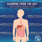 Purely Optimal Probióticos para la Salud Digestiva, 60 mil millones de UFC – Liberación retardada con enzimas digestivas y prebióticos orgánicos – Apoyo contra la hinchazón, inmunidad y energía, 30 cápsulas