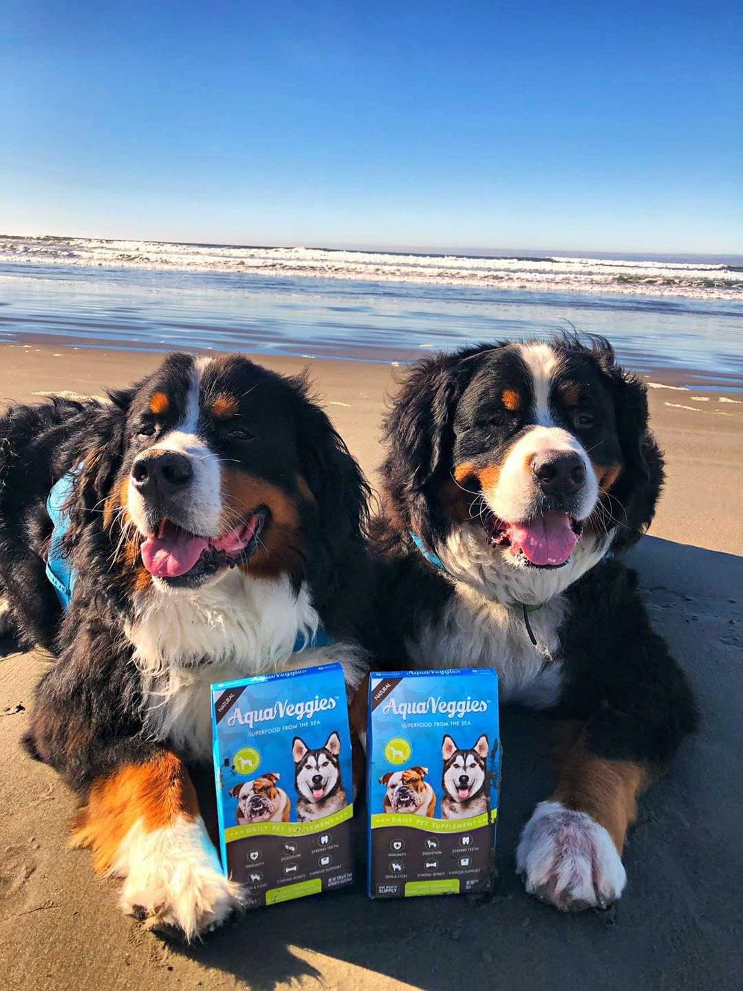 Superfood del Mar para Mascotas - 30 Sobres Diarios de 4g para Perros Medianos y Grandes (120g, Mes de Suministro)
