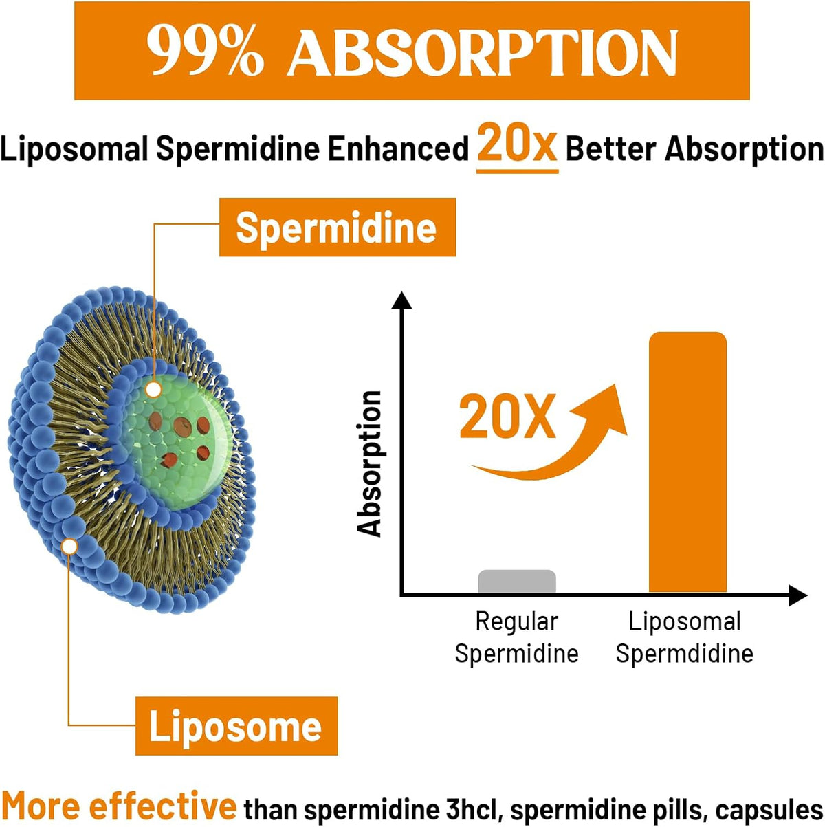 Suplemento de Espermidina 30mg, Alta Absorción, Extracto de Germen de Trigo Fermentado, 60 Cápsulas Blandas - CORPORALIGHT – Image 4