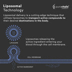 PUROVITALIS Spermidina Liposomal 5mg con Zinc, Vitamina D3 y B12 - 30 Cápsulas Veganas