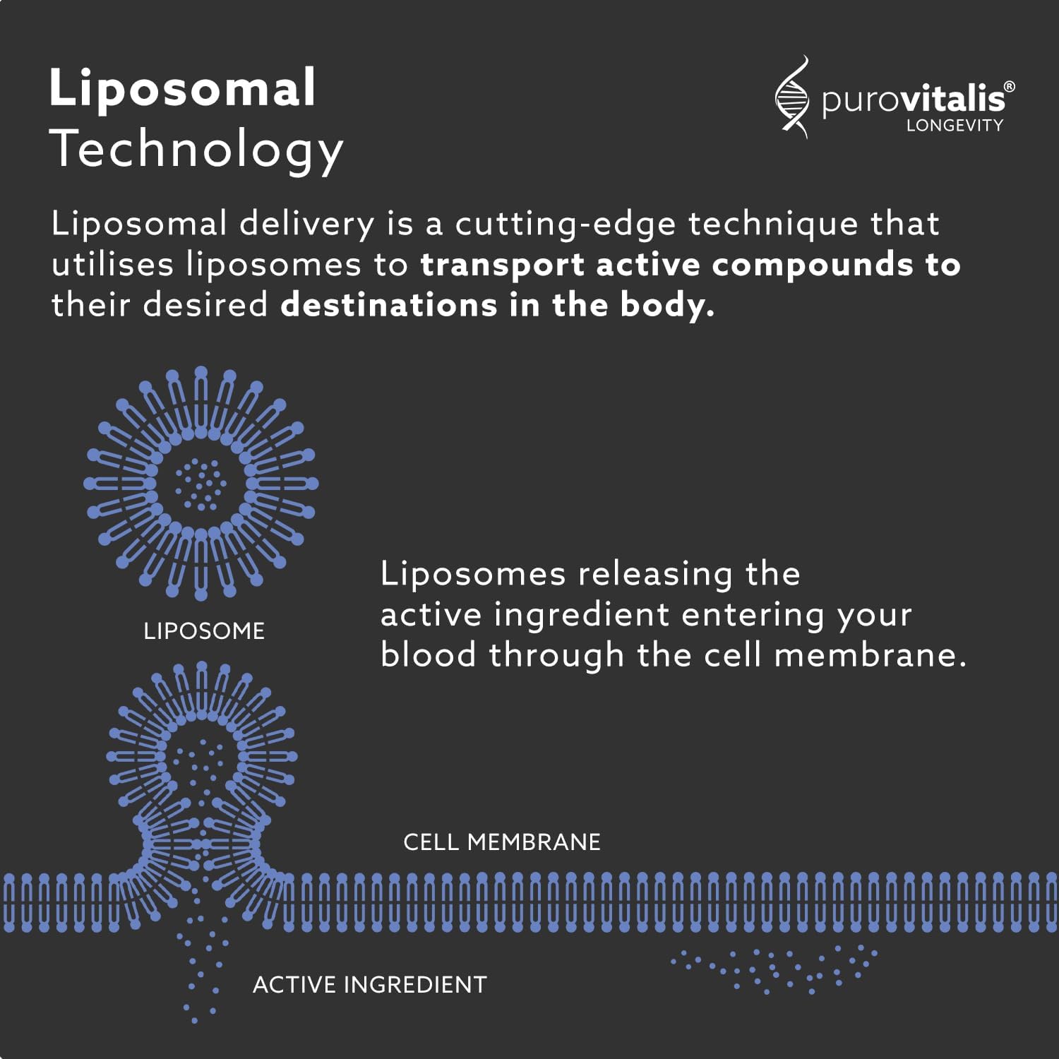 PUROVITALIS Spermidina Liposomal 5mg con Zinc, Vitamina D3 y B12 - 30 Cápsulas Veganas