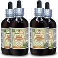 Sang Ji Sheng (Taxillus Chinensis) Tintura - Extracto Líquido de Tallo Seco 4x120 ml - HerbalTerra