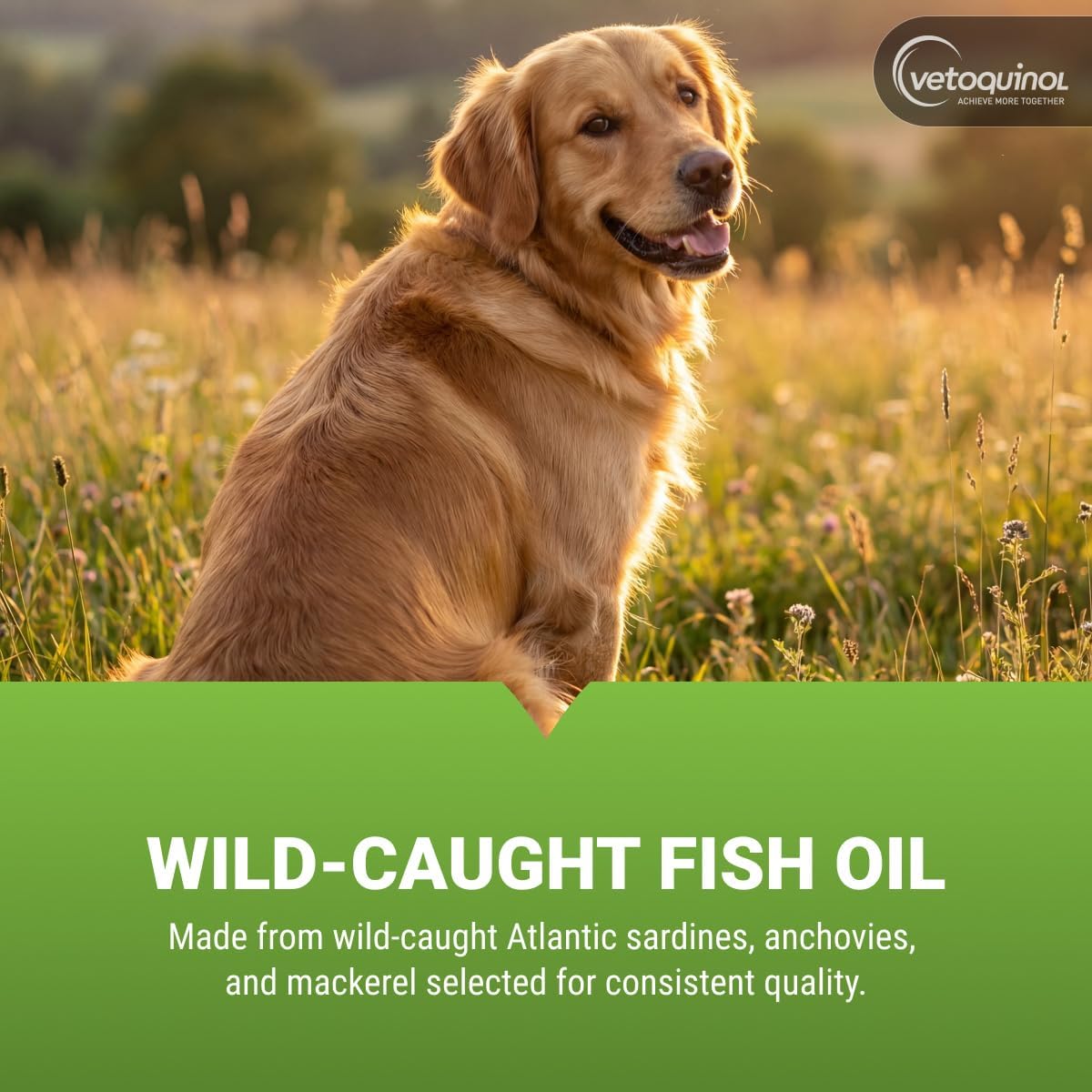 Vetoquinol Triglyceride Omega - Aceite de Pescado para Perros y Gatos - Apoya la Piel, el Pelaje y la Respuesta Inmunitaria - Suplemento con Mezcla de Vitaminas para el Corazón, Ojos, Huesos y Músculos - 60 Cápsulas