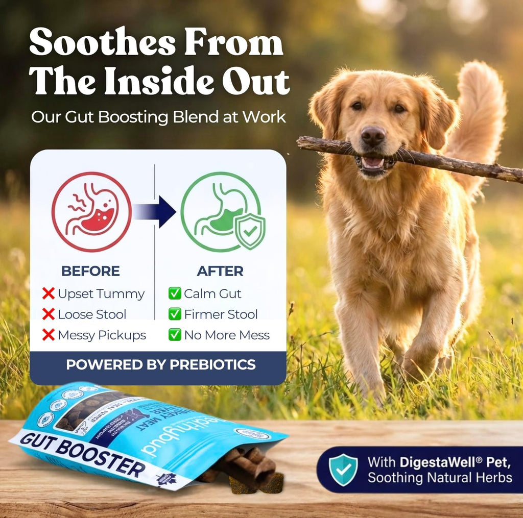 Healthybud Masticables Probióticos para Perros – Salud Digestiva e Intestinal – Con Prebióticos, Fibra, Calabaza y Boniato – Alivio para Estómagos Sensibles (130g)