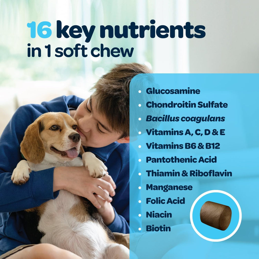 12-in-1 Complete Multivitamin for Dogs | 60 Chewables con Glucosamina, Condroitina y Probióticos Digestivos - Ready Pet Go!