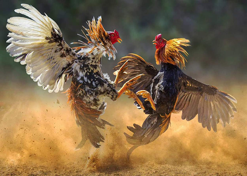 HULX Faster X3 New Formula - Complemento Vitamínico para Gallos y Aves (90 Cápsulas)