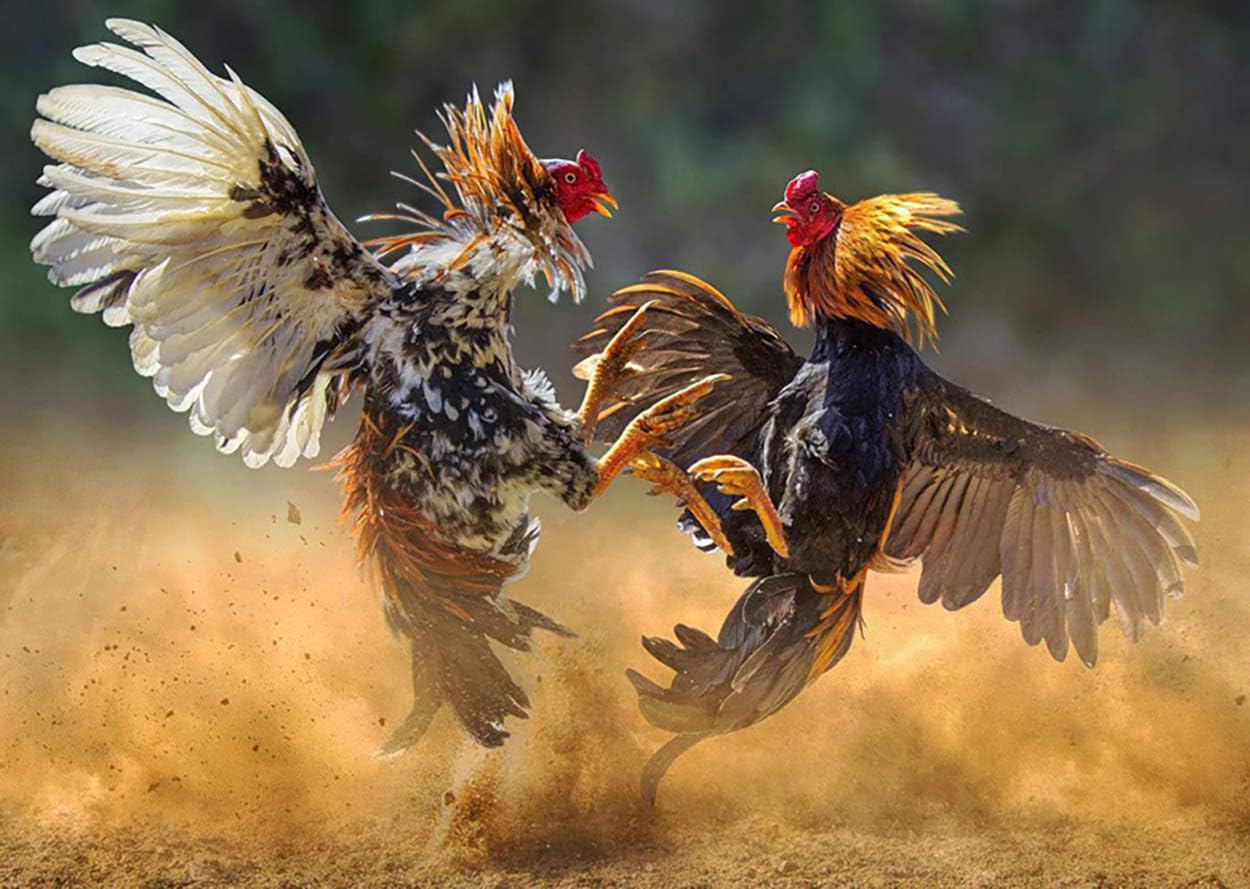 HULX Faster X3 New Formula - Complemento Vitamínico para Gallos y Aves (90 Cápsulas)
