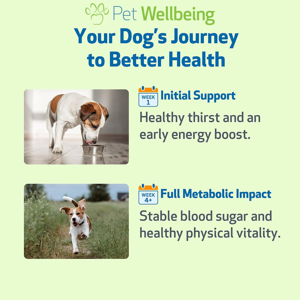 Pet Wellbeing Blood Sugar Gold para Perros - Apoyo Holístico para Niveles Saludables de Azúcar en Sangre, Estabilización de Insulina y Función Pancreática Normal - Certificado NASC y Formulado por Veterinarios - 118 ml Líquido