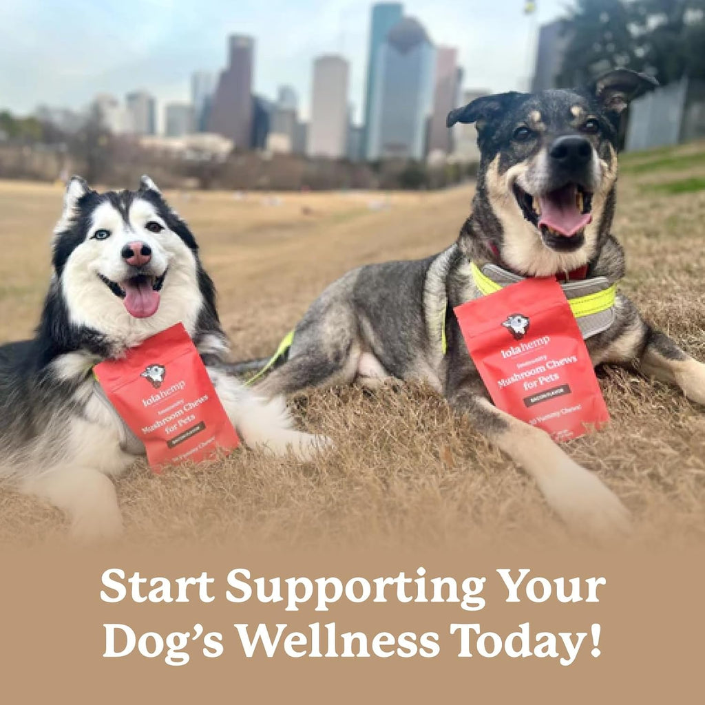 Suplemento de setas para perros - Masticables con setas orgánicas para inmunidad y cognición - Cola de pavo, Reishi, Shiitake, Maitake, Melena de león