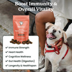 Suplemento de setas para perros - Masticables con setas orgánicas para inmunidad y cognición - Cola de pavo, Reishi, Shiitake, Maitake, Melena de león