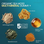Vitamax Gominolas de Irish Sea Moss - Suplemento Multimineral con Bladderwrack, Ashwagandha, Raíz de Bardana y Vinagre de Manzana - Vegano y No GMO - 60 Gominolas