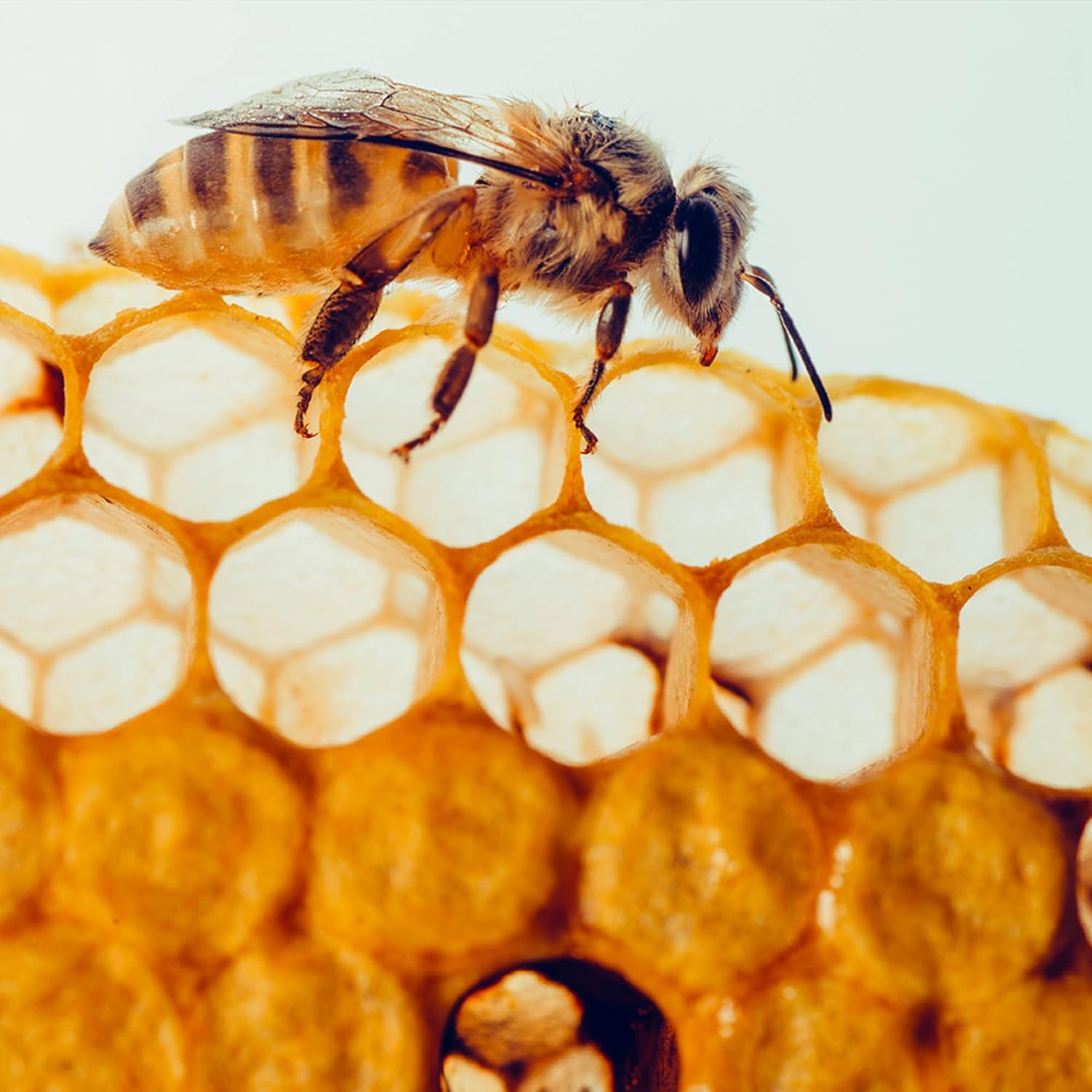 Earthborn Elements Propóleo de Abeja (200 Cápsulas) Puro y Natural, Sin Gluten y No-GMO