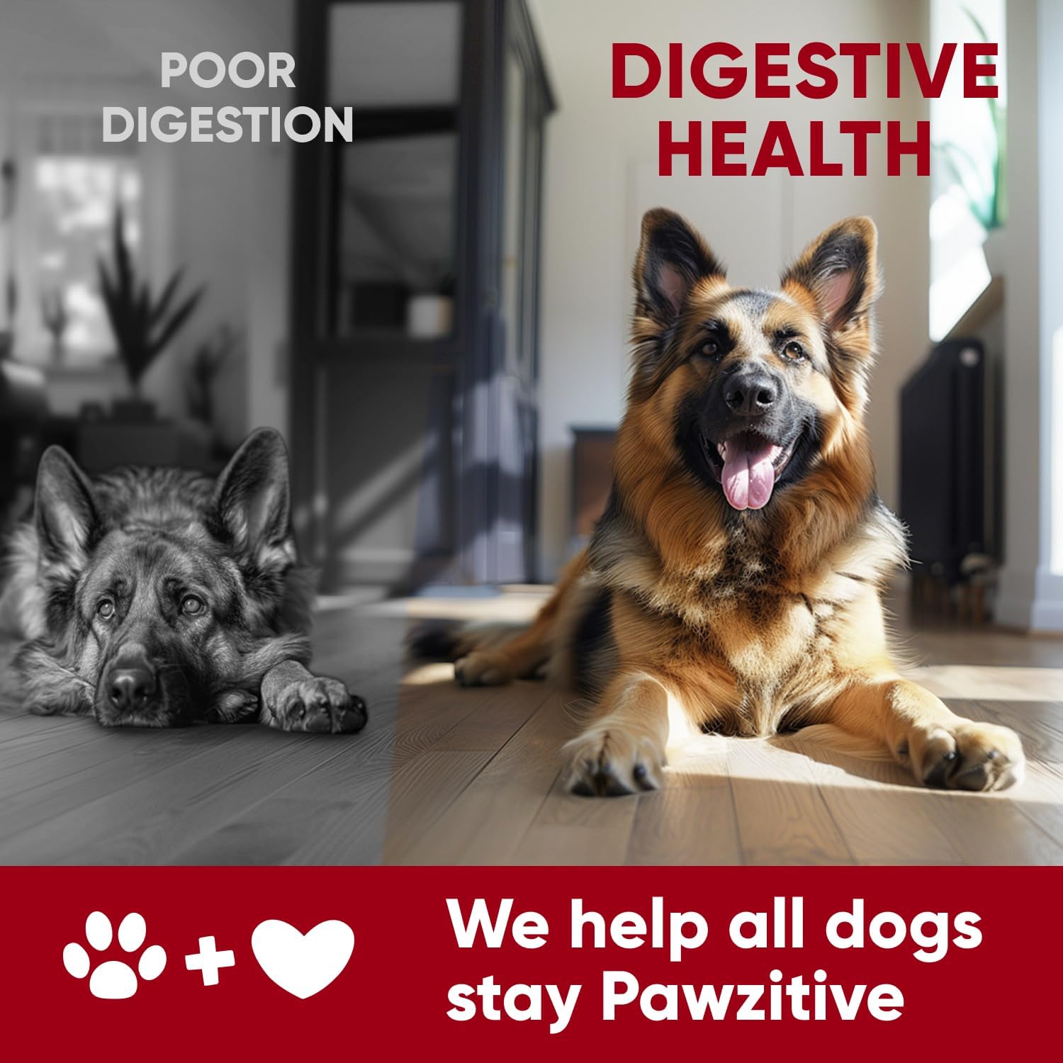 Probióticos para Perros - Masticables Digestivos con Enzimas de Pawzitive Pets