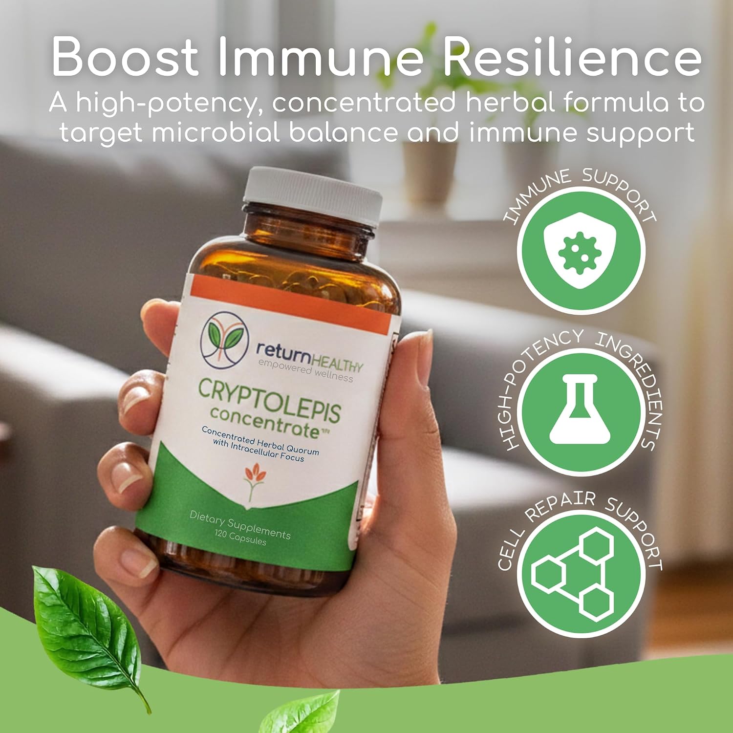 Return Healthy Cryptolepis Concentrate - 120 Cápsulas
