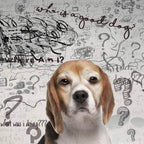 The Blissful Dog Beagle Edad Bien Spray de aromaterapia