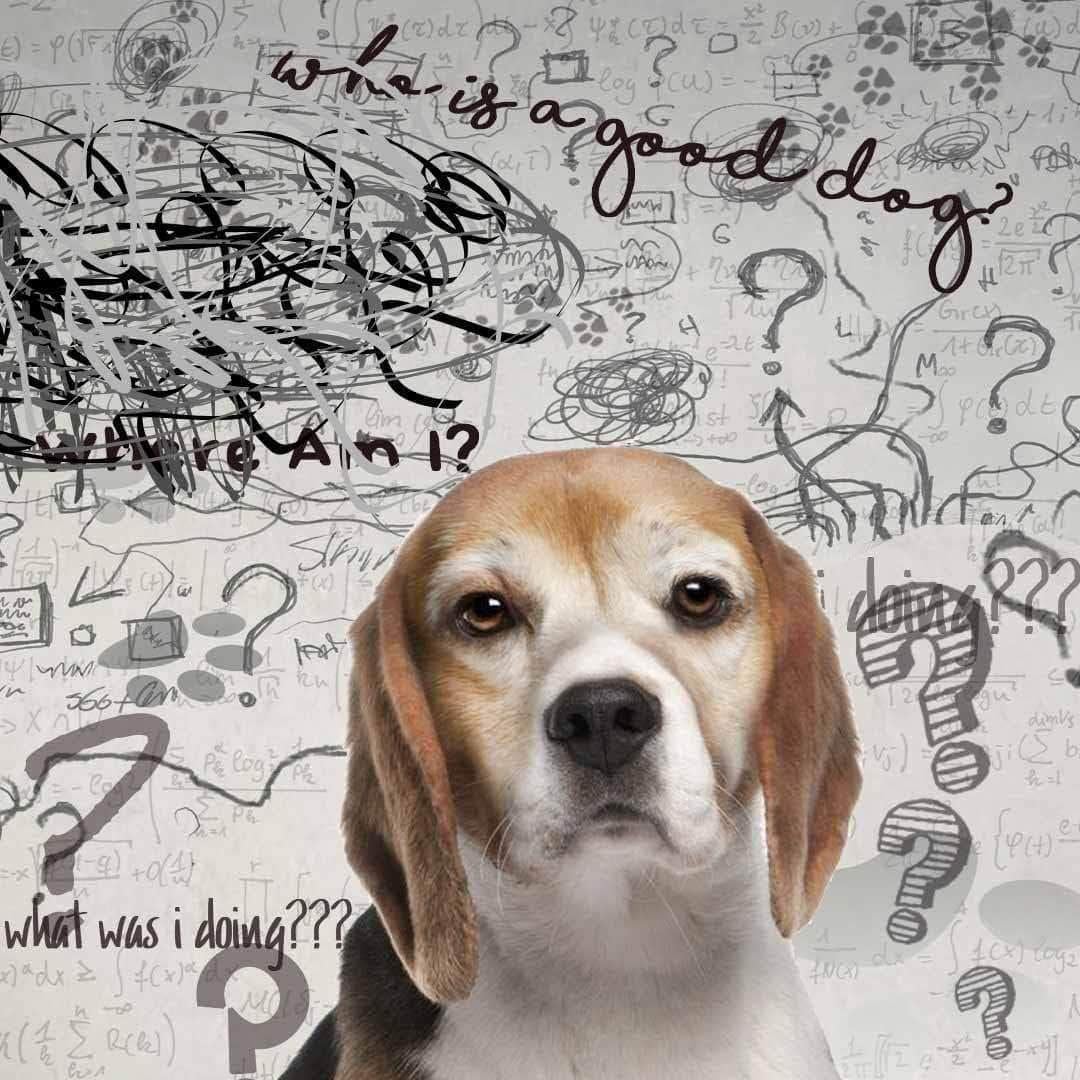 The Blissful Dog Beagle Edad Bien Spray de aromaterapia