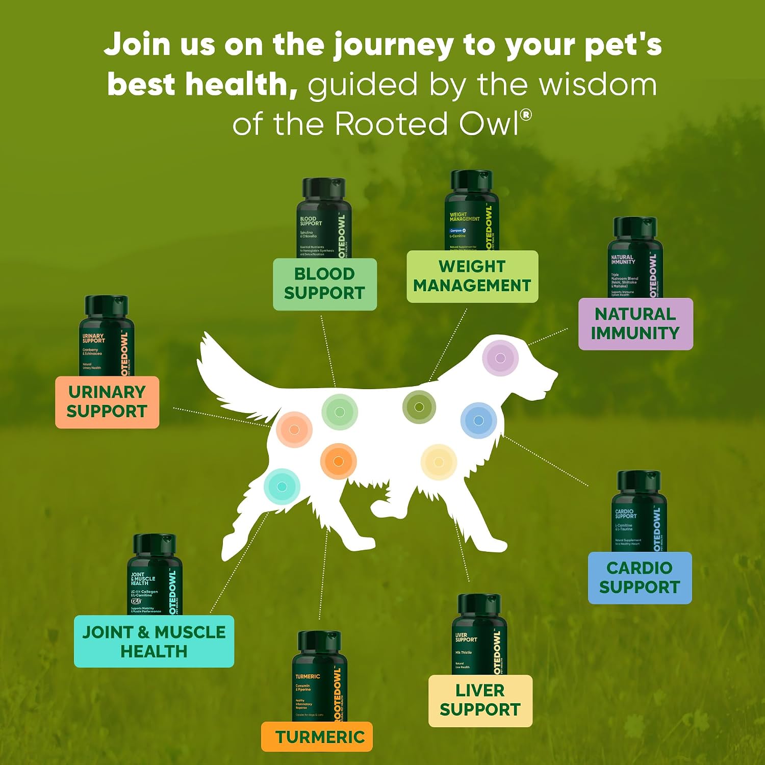 Rooted Owl® Cúrcuma para Perros y Gatos - Suplemento con Curcumina, Piperina y Vitamina C - 60 Cápsulas