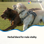 Breeder's Edge Get Him Going, Suplemento de Rendimiento Reproductivo para Perros y Gatos Machos, Apoya la Libido, Energía, Equilibrio Hormonal y Fertilidad, con Hierba de la Cabra, Maca, Ashwagandha, Fabricado en EE. UU., 30 ml