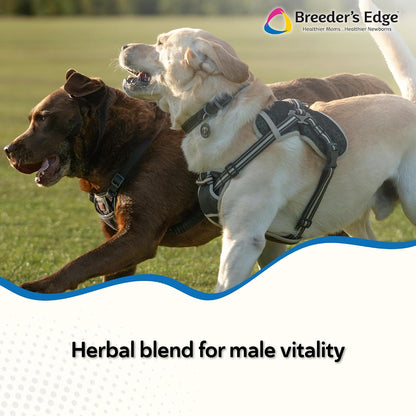 Breeder's Edge Get Him Going, Suplemento de – Maca (Lepidium meyenii): Conocida por sus efectos energizantes y de – Image 2