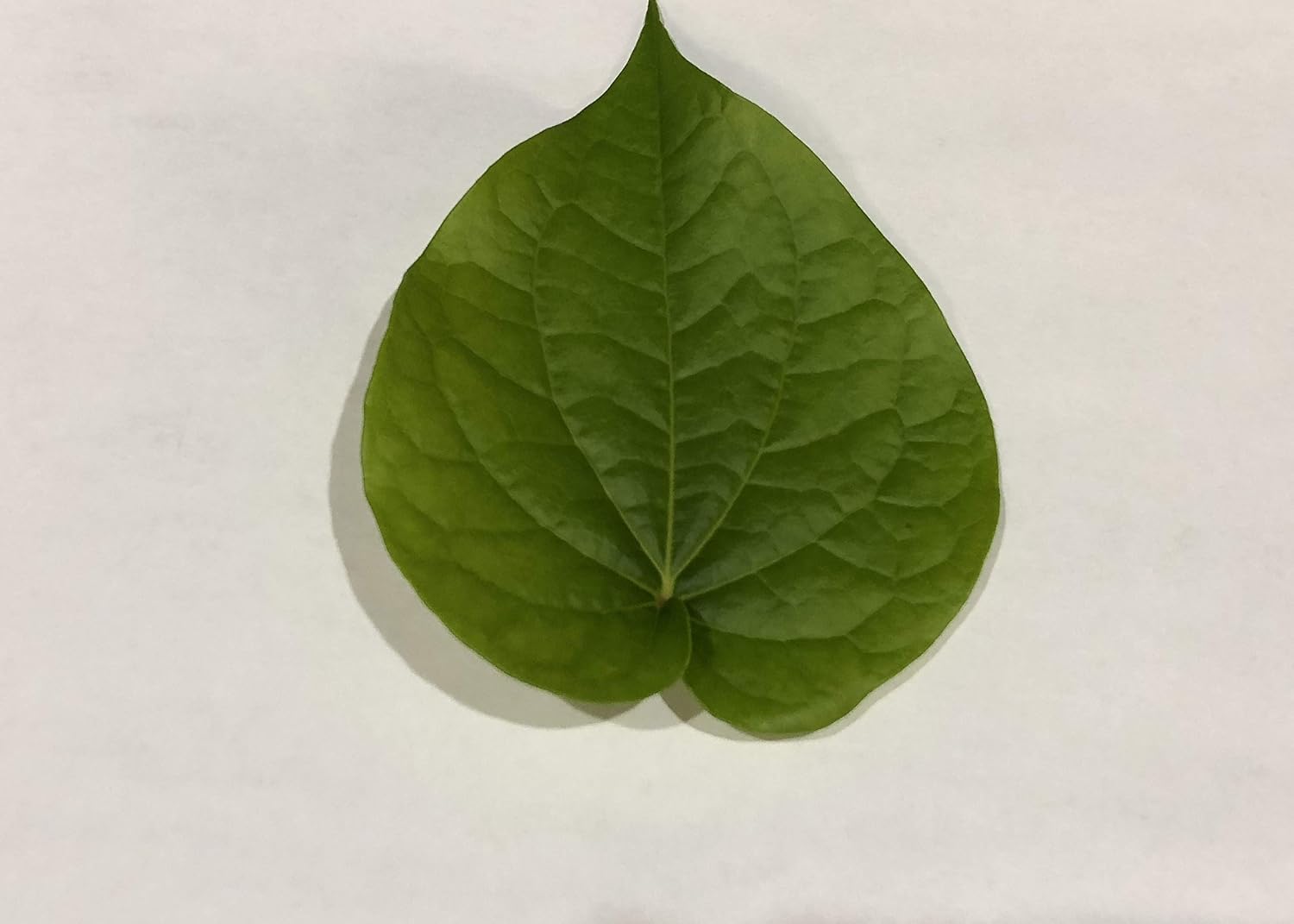 Fresh Betel Leaf, Paan, Piper Betel (10 Hojas) – Handpicked Premium Quality – Para Masticar, Puja Religiosa, Uso Ayurvédico – Indian Tambul, Vettila, Tambaku Patta – 10 Unidades